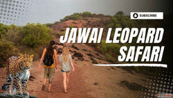 Jawai Leopard Safari