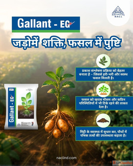 Plant Growth Regulators - Gallant EG for Fast Germination