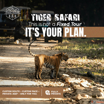 best tiger safari India