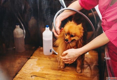 Affordable Pet Hair Clipping in Goa