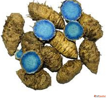 Black Turmeric Suppliers in India