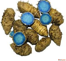 Black Turmeric Suppliers in India