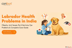 Labrador Health Problems in India - Care Guide