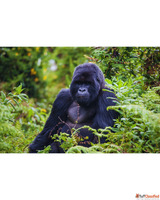 Rwanda Tours Gorilla Safari Adventures GorillaSafariRwanda