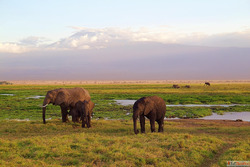 Kenya Visa for UK Citizens Stepwise Guide to Follow