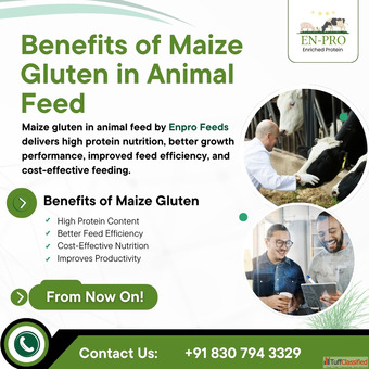 Benefits of Maize Gluten in Animal Feed Quality Nutrition by Enpro Feeds