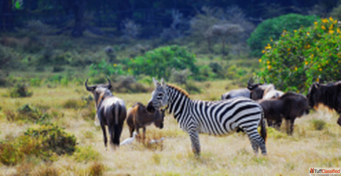 Best Safaris in Uganda Africa Africa Safari Tours