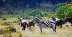 Best Safaris in Uganda Africa Africa Safari Tours