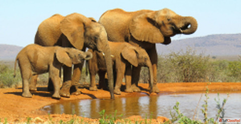 Kenya Safaris Tours Kenya Safari Tours Kampala