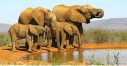 Kenya Safaris Tours Kenya Safari Tours Kampala