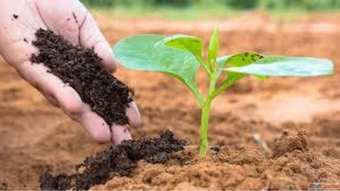 Best Vermicompost Suppliers in Chennai