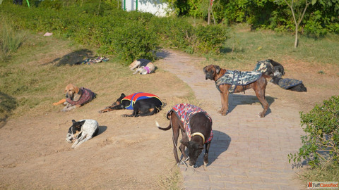 Animal Cruelty Act in India Explained Prevention of Cruelty to Animals Act 1960