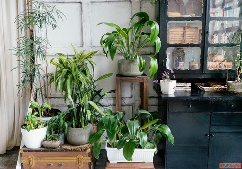 Home Gardening Tips for Beginners Easy Practical