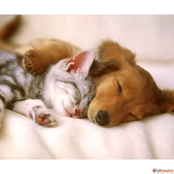 Loving Pet Animal Care Keeping Your Furry Friends Happy Healthy