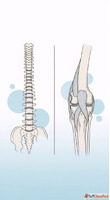Orthopedic Spine Specialist in Ludhiana - Knee and Joint Tre...