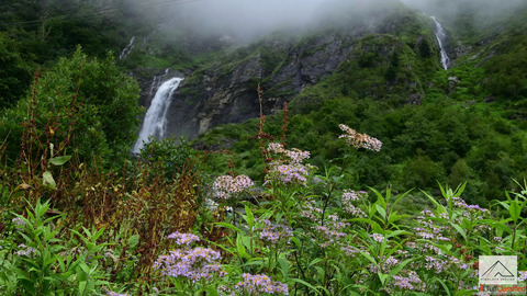 Valley of Flowers Trek by Himalaya Shelter