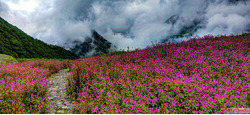 Valley of Flowers Trek Detailed Itinerary