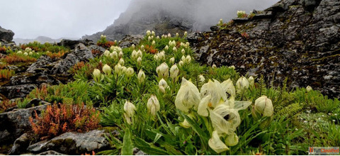 Valley of Flowers Trek Detailed Itinerary