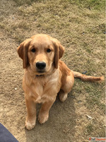 Dog Creche in Noida - Pet Me Maa