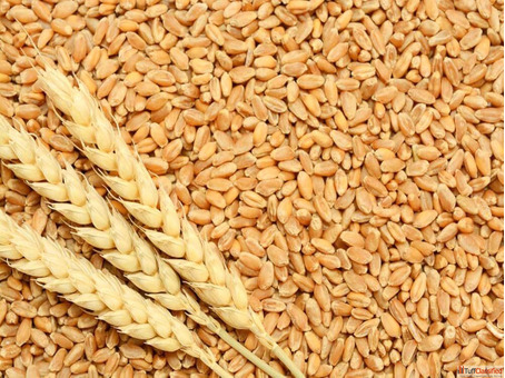 Wheat Grains Suppliers in India
