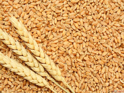 Wheat Grains Suppliers in India