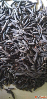 Marathi Moggu Spices