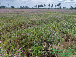 Vinca Rosea Dry Leaves Supplier