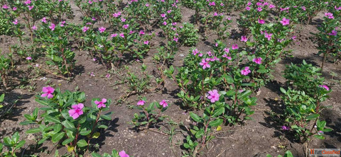 Vinca Rosea Dry Leaves Supplier