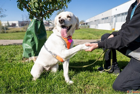 Dog Training Services in Goa for Better Behaviour