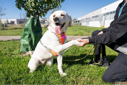 Dog Training Services in Goa for Better Behaviour