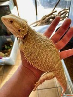 Buy Bearded Dragons Online - Healthy Happy Ready for Loving ...