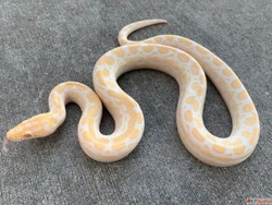 Boas for Sale Online - Healthy Captive-Bred Ready for New Ho...