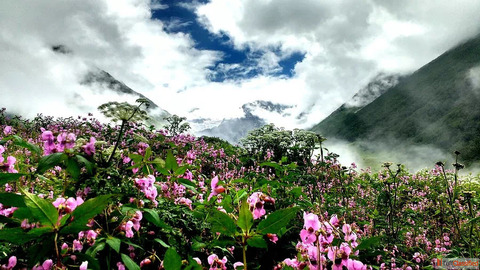 Book your Valley of Flowers Trek now
