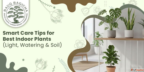 Indoor plants for home decoration in Vadodara baugbagicha