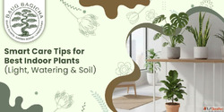 Indoor plants for home decoration in Vadodara baugbagicha