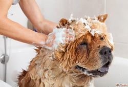 Professional Pet Hair Conditioning in Goa