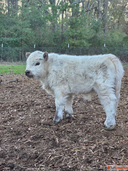 Buy mini highland cow miniature cattle for sale buy mini cattle for sale miniature cow for sale