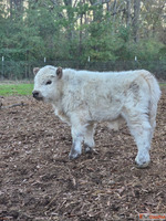 Buy mini highland cow miniature cattle for sale buy mini cat...
