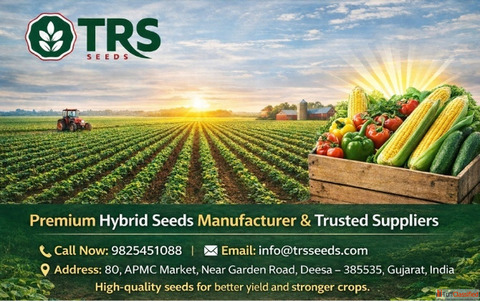 Trusted Hybrid Seeds Suppliers in Deesa Gujarat