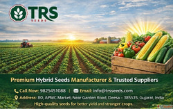 Trusted Hybrid Seeds Suppliers in Deesa Gujarat