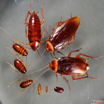 Cockroach Control Services in Bangalore Safe Trusted