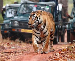 Bandhavgarh National Park - Discover the Land of Tigers in M...