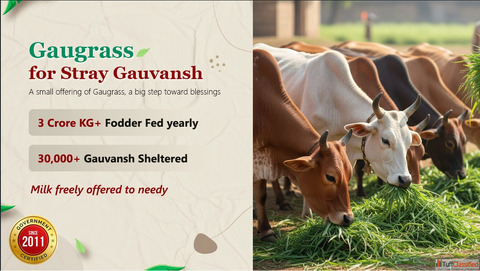Gaugrass Seva A Noble Way to Protect Gau Mata