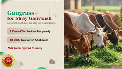 Gaugrass Seva A Noble Way to Protect Gau Mata
