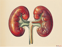 Best Kidney Homeopathic Doctor in India for Holistic Kidney ...