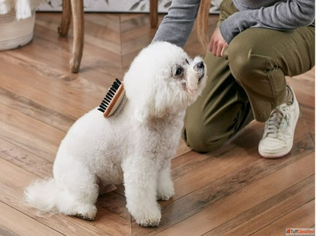 Pet Hair Colour Restoration Goa