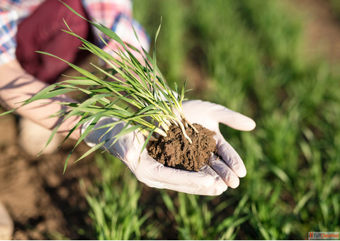 B.Sc. Agriculture Hons. College in Delhi NCR Subjects Syllabus and Scope