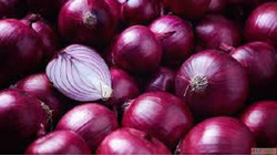 Fresh Onion Suppliers in Maharashtra