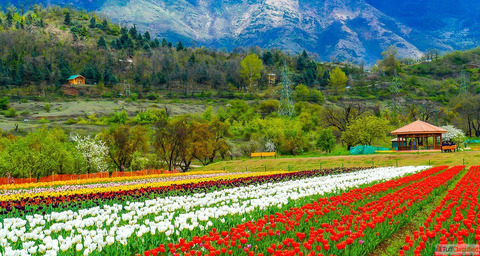 Srinagar Delights 4 Nights 5 days starting from 18000- Per Person