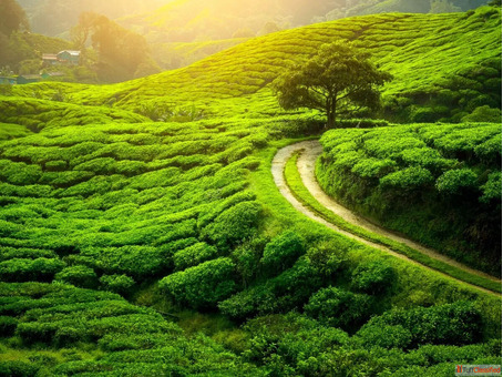 Darjeeling Gangtok 4Nights 5Days starting from 17000-